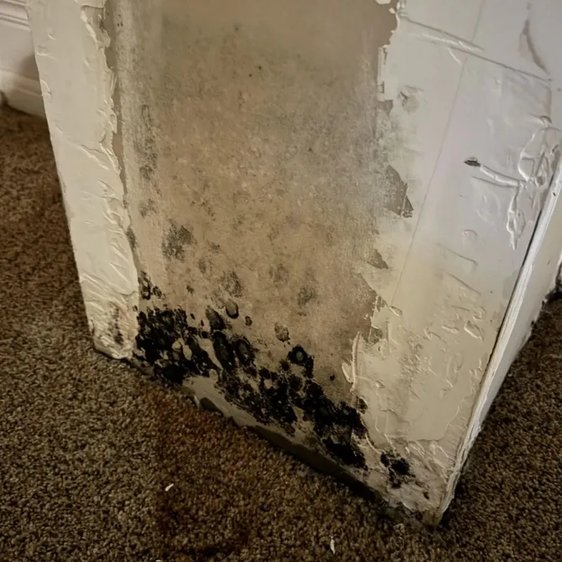 Professional Mold Removal in Wayne County, WV